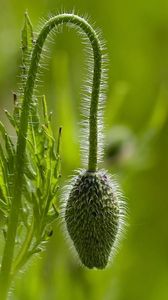 Preview wallpaper plants, stem, form