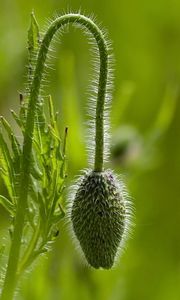 Preview wallpaper plants, stem, form