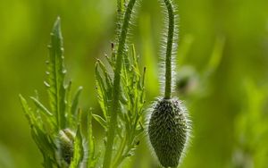 Preview wallpaper plants, stem, form