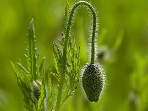 Preview wallpaper plants, stem, form