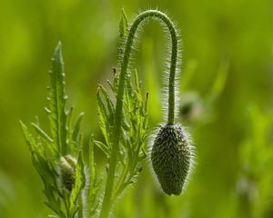 Preview wallpaper plants, stem, form