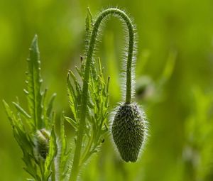 Preview wallpaper plants, stem, form