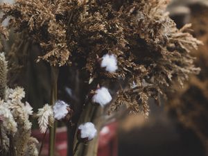 Preview wallpaper plants, stems, bouquet