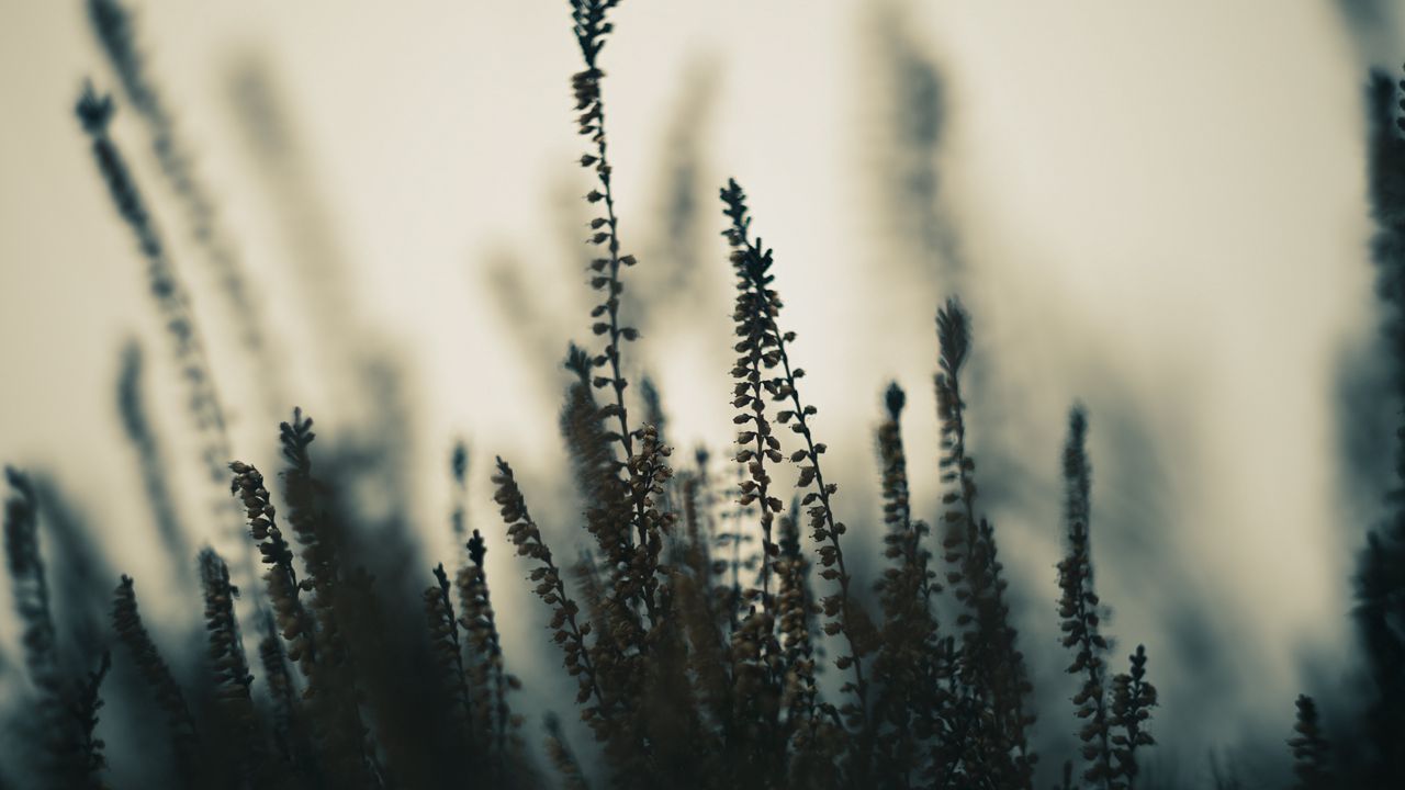 Wallpaper plants, stems, fog, macro, nature