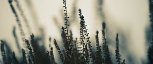 Preview wallpaper plants, stems, fog, macro, nature