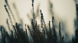 Preview wallpaper plants, stems, fog, macro, nature