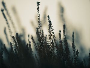 Preview wallpaper plants, stems, fog, macro, nature