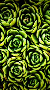 Preview wallpaper plants, succulent, green, texture, closeup