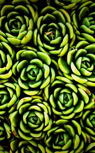 Preview wallpaper plants, succulent, green, texture, closeup