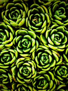 Preview wallpaper plants, succulent, green, texture, closeup