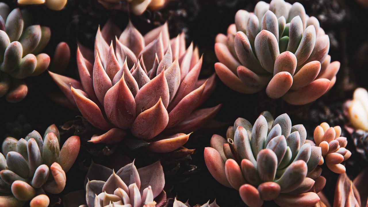 Wallpaper plants, succulents, close-up