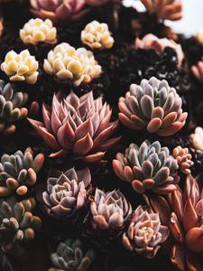 Preview wallpaper plants, succulents, close-up