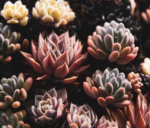 Preview wallpaper plants, succulents, close-up