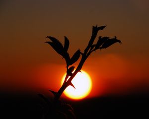 Preview wallpaper plants, sunset, nature, sky