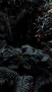 Preview wallpaper plants, tropical, fern, bushes, dark