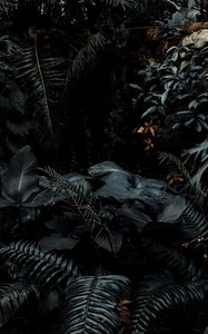 Preview wallpaper plants, tropical, fern, bushes, dark