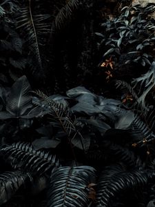 Preview wallpaper plants, tropical, fern, bushes, dark