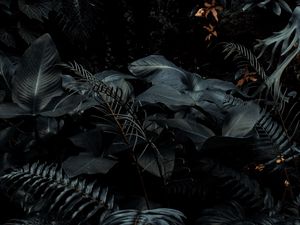 Preview wallpaper plants, tropical, fern, bushes, dark