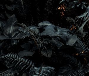 Preview wallpaper plants, tropical, fern, bushes, dark