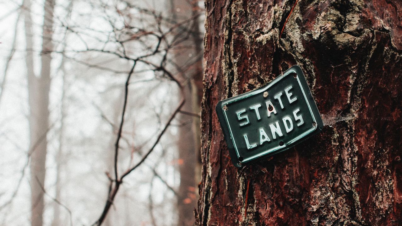 Wallpaper plate, bark, tree, inscription, forest