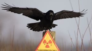Preview wallpaper plate, crow, warning, danger