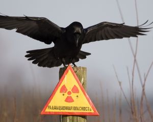 Preview wallpaper plate, crow, warning, danger