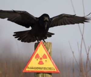 Preview wallpaper plate, crow, warning, danger