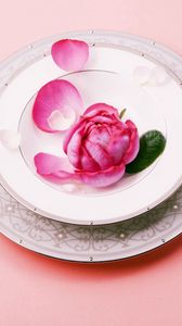 Preview wallpaper plate, knife, plug, rose, flower, laying