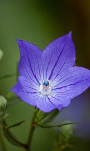 Preview wallpaper platycodon, flower, petals, purple, macro