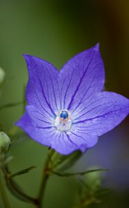 Preview wallpaper platycodon, flower, petals, purple, macro