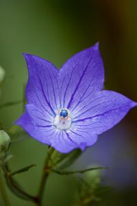 Preview wallpaper platycodon, flower, petals, purple, macro