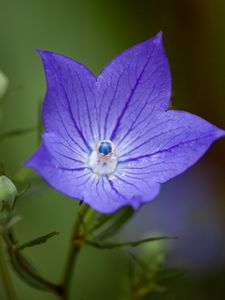 Preview wallpaper platycodon, flower, petals, purple, macro