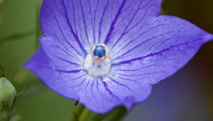 Preview wallpaper platycodon, flower, petals, purple, macro