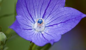 Preview wallpaper platycodon, flower, petals, purple, macro