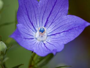 Preview wallpaper platycodon, flower, petals, purple, macro