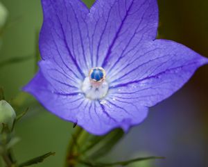 Preview wallpaper platycodon, flower, petals, purple, macro