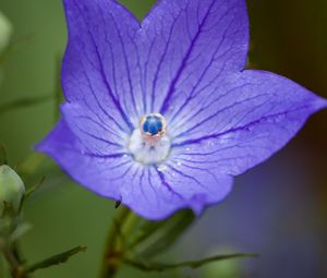 Preview wallpaper platycodon, flower, petals, purple, macro