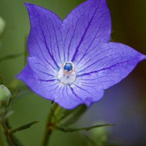 Preview wallpaper platycodon, flower, petals, purple, macro