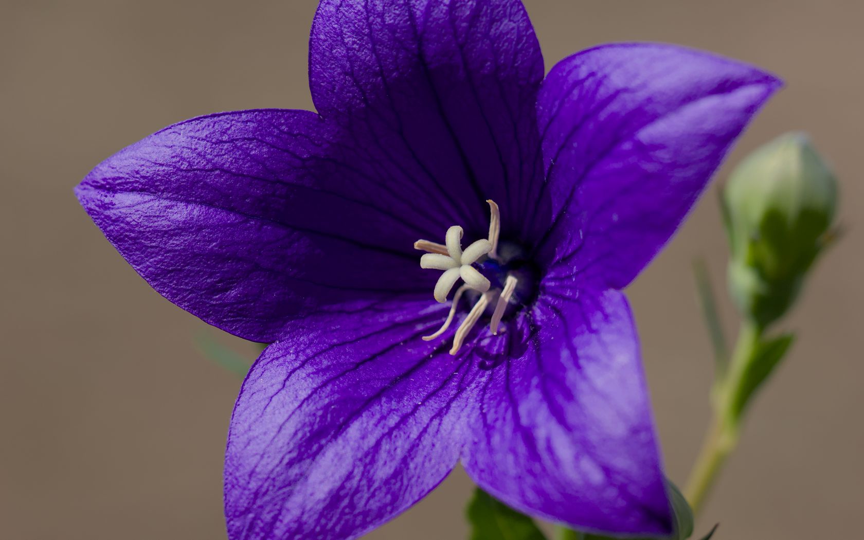 1680x1050 Wallpaper platycodon, flower, petals, purple, plant, macro
