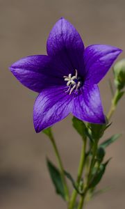 Preview wallpaper platycodon, flower, petals, purple, plant, macro