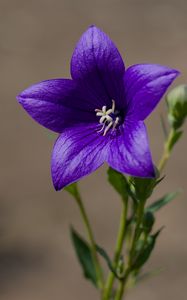 Preview wallpaper platycodon, flower, petals, purple, plant, macro