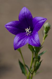 Preview wallpaper platycodon, flower, petals, purple, plant, macro