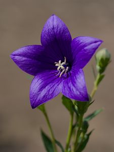 Preview wallpaper platycodon, flower, petals, purple, plant, macro