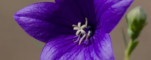 Preview wallpaper platycodon, flower, petals, purple, plant, macro