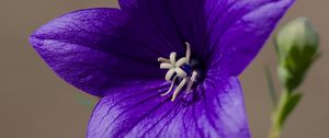 Preview wallpaper platycodon, flower, petals, purple, plant, macro