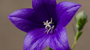 Preview wallpaper platycodon, flower, petals, purple, plant, macro