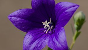 Preview wallpaper platycodon, flower, petals, purple, plant, macro