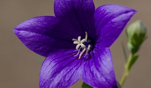 Preview wallpaper platycodon, flower, petals, purple, plant, macro