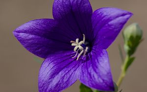 Preview wallpaper platycodon, flower, petals, purple, plant, macro