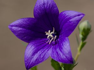 Preview wallpaper platycodon, flower, petals, purple, plant, macro